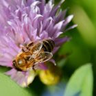 Apidae - Die Nektarverschlingerin der Oberwelt