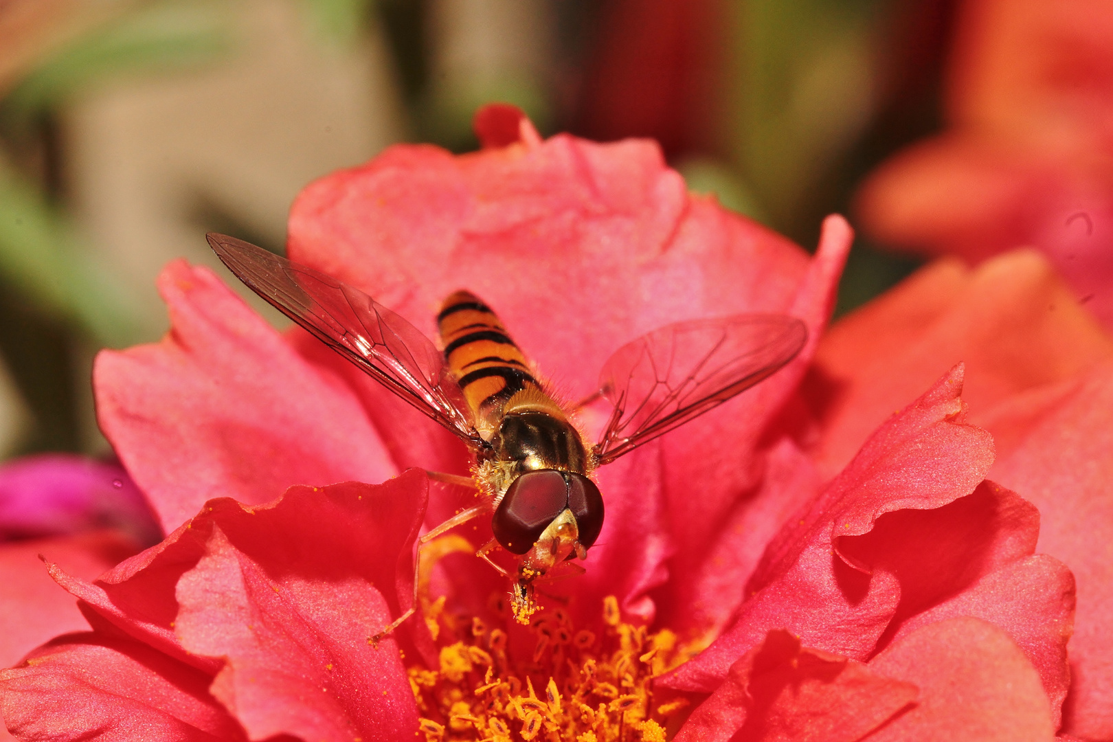 Apina a pranzo nella portulacca