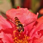 Apina a pranzo nella portulacca