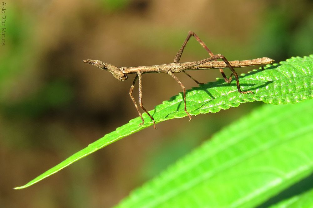 Apioscelis bulbosa