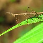 Apioscelis bulbosa