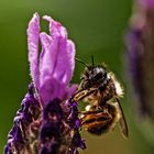 Apis an Lavandula stoechas