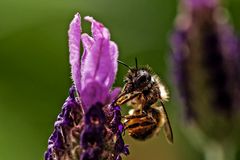 Apis an Lavandula stoechas