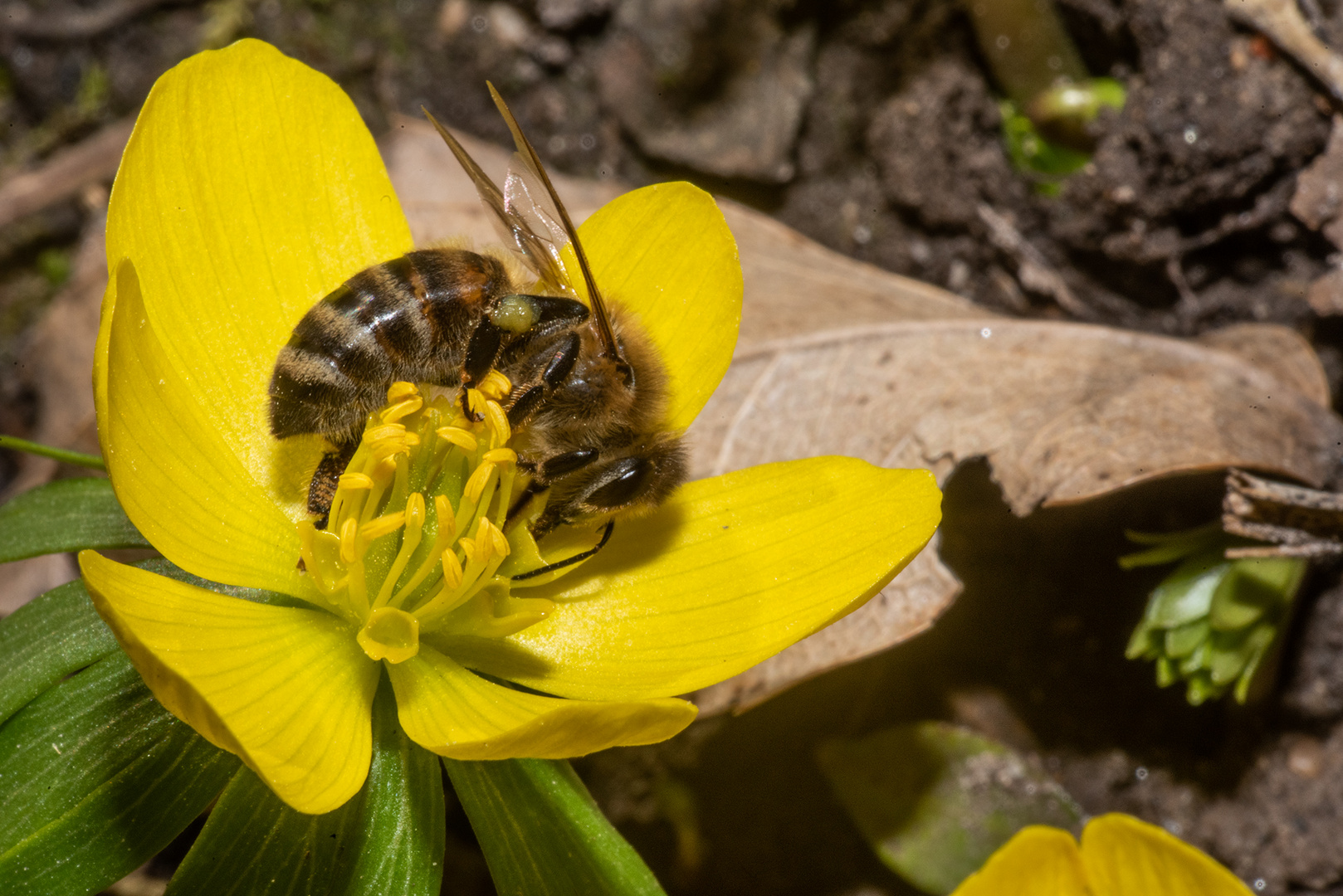 Apis & Eranthis