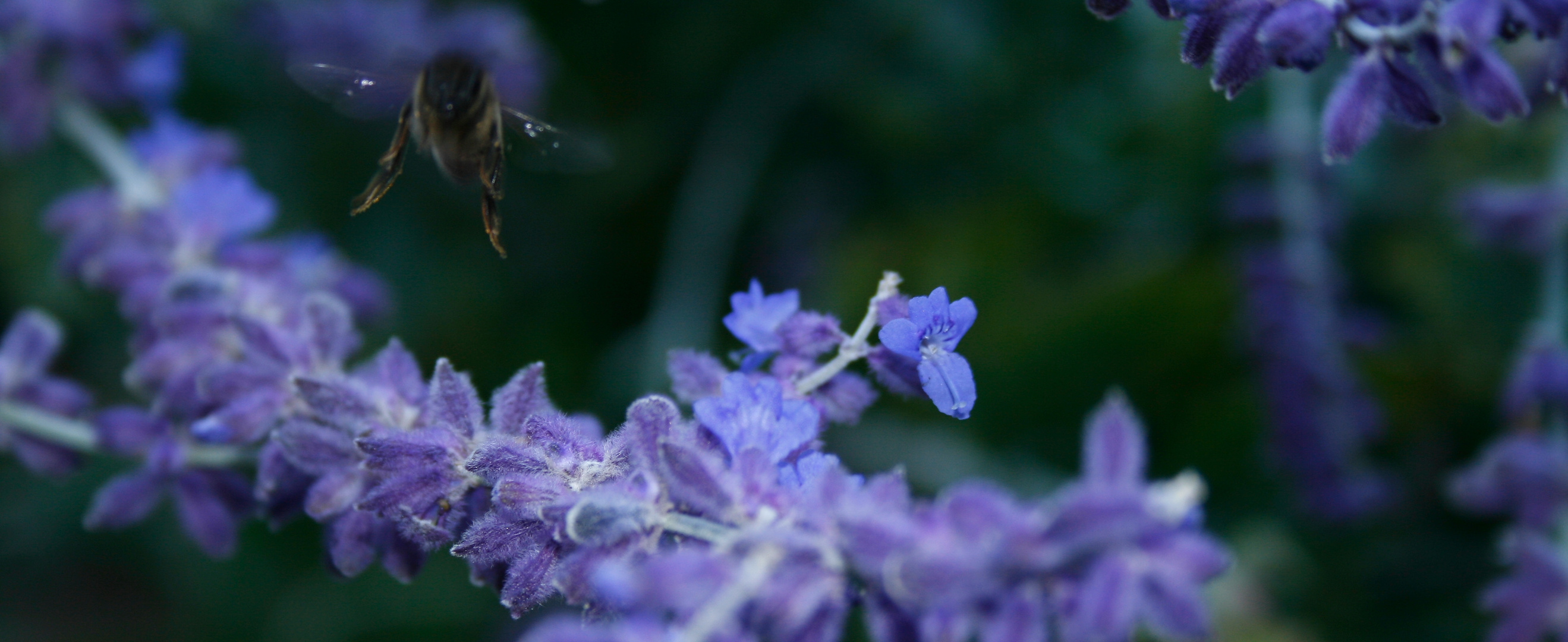 Apis & Lavandula