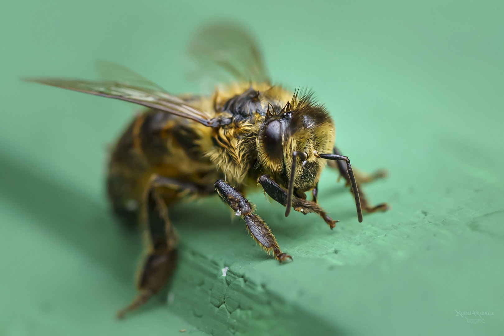 Apis malifera, Buckfast bee