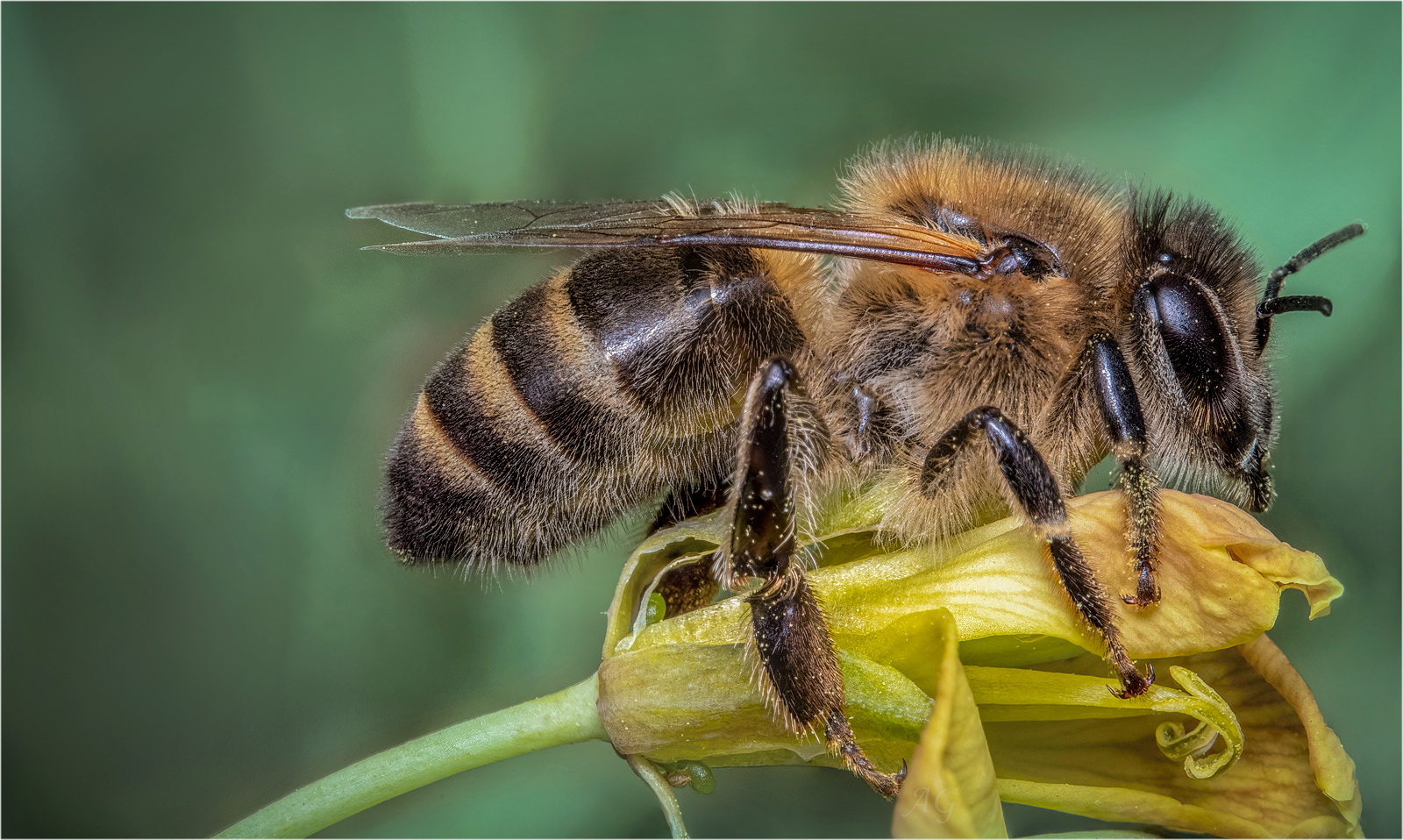 apis melifera