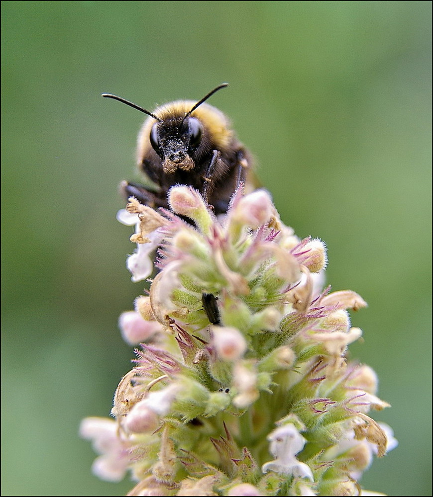 Apis Melifera =o)