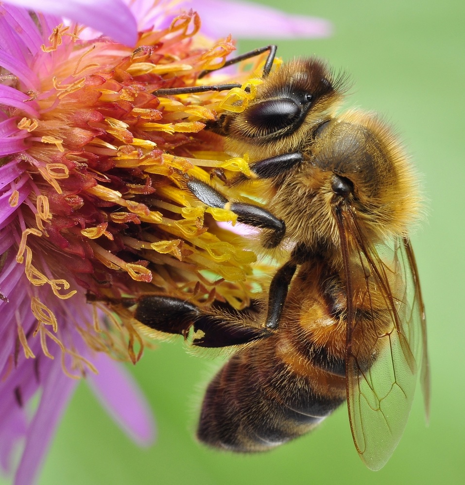 Apis mellifera