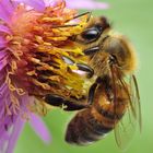 Apis mellifera