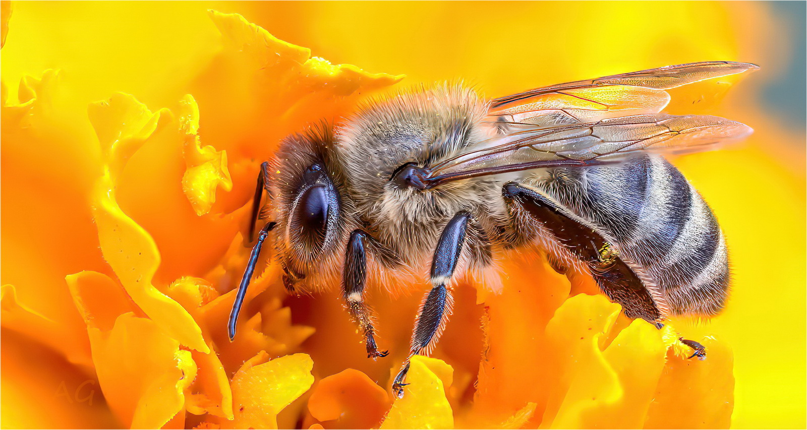 Apis mellifera