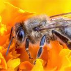 Apis mellifera