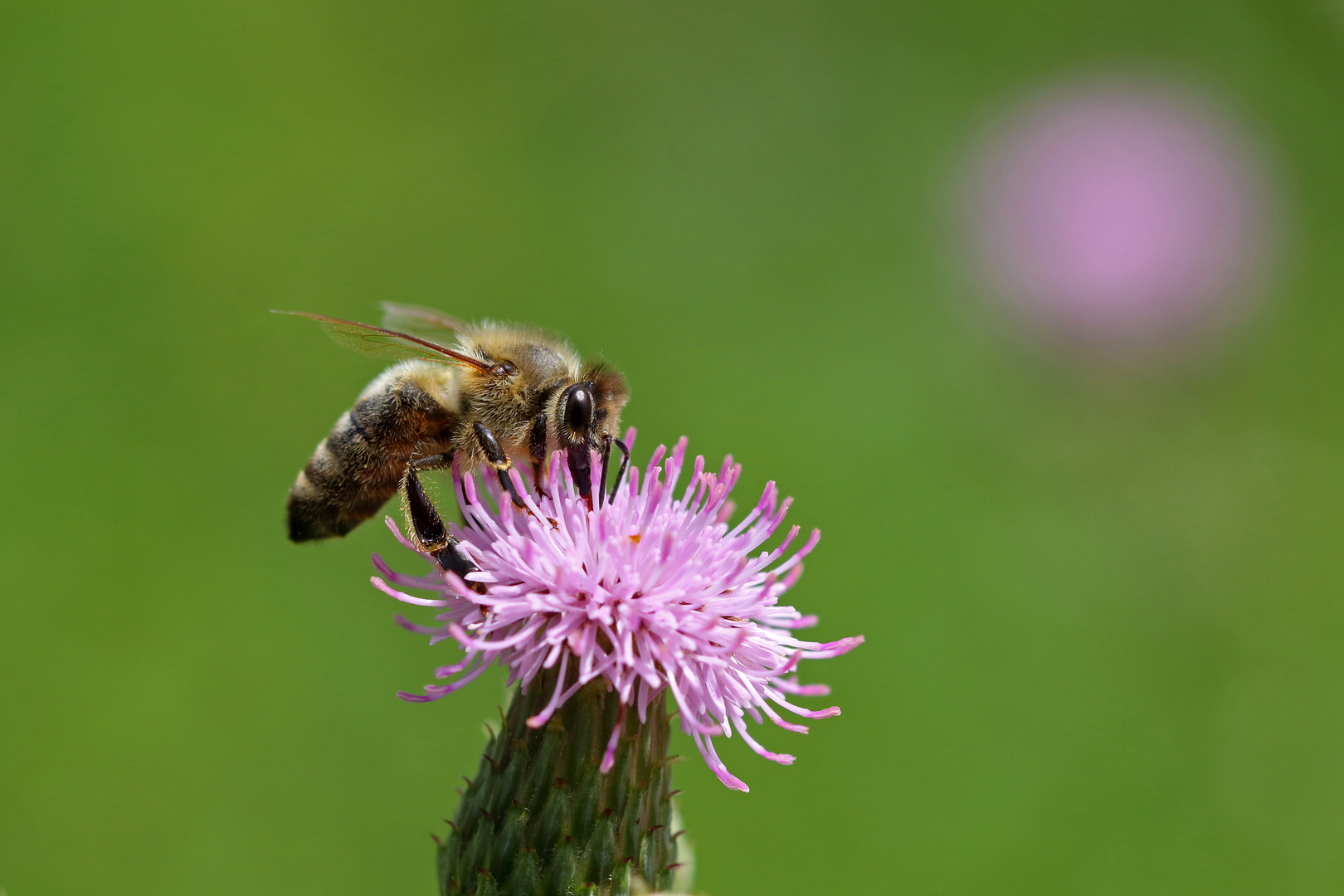 Apis mellifera