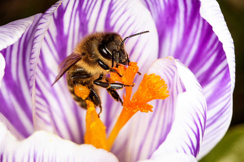 Apis mellifera