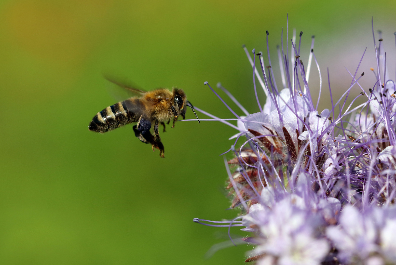 Apis mellifera