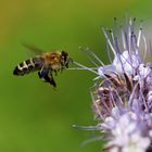 Apis mellifera