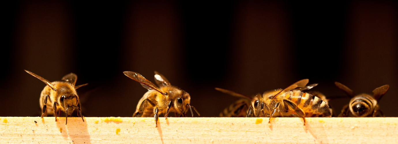 Apis mellifera