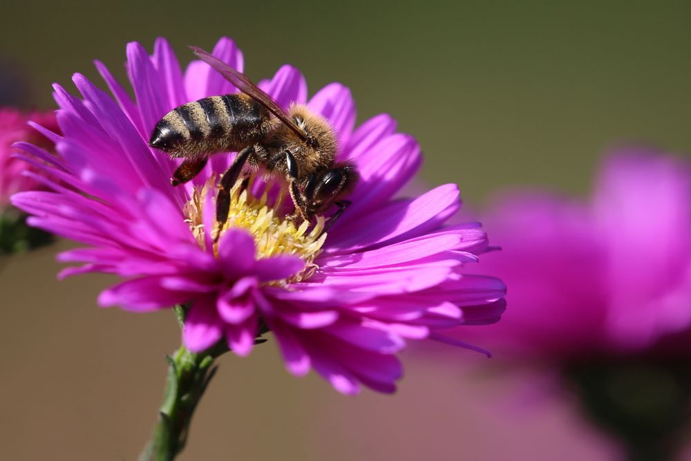 Apis mellifera