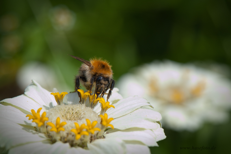 Apis mellifera...