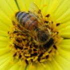 Apis mellifera