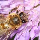 apis mellifera