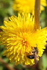 Apis mellifera