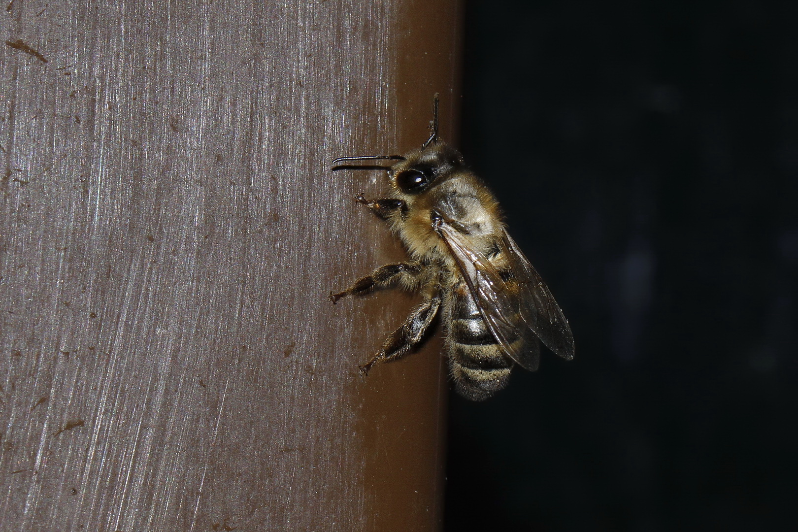 Apis mellifera