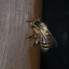 Apis mellifera