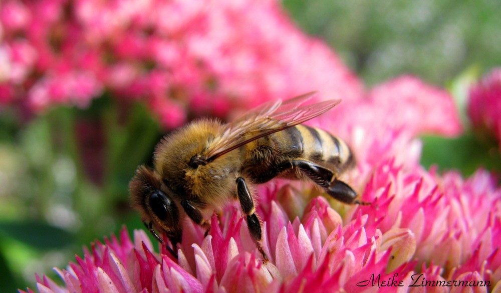 Apis mellifera carnica