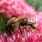 Apis mellifera carnica