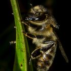 Apis mellifera