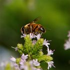 Apis mellifera