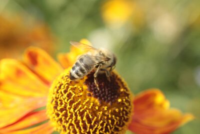 Apis mellifera