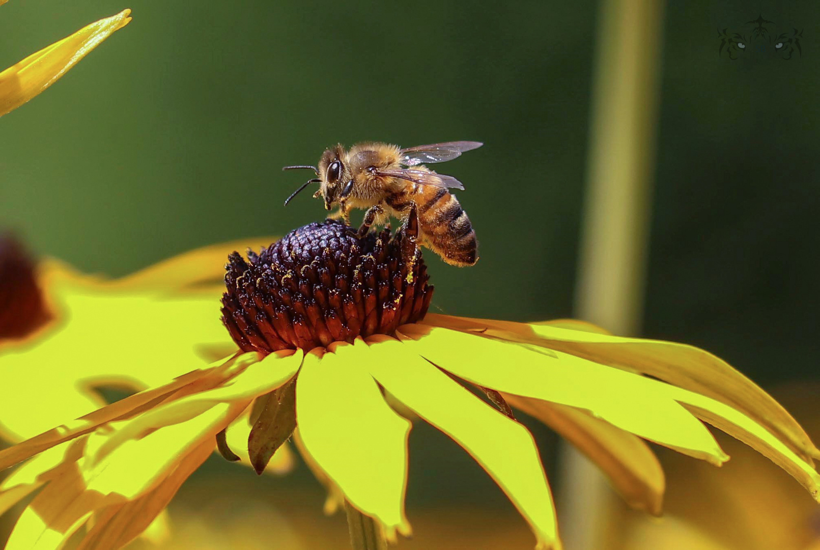 Apis mellifera