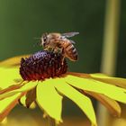 Apis mellifera