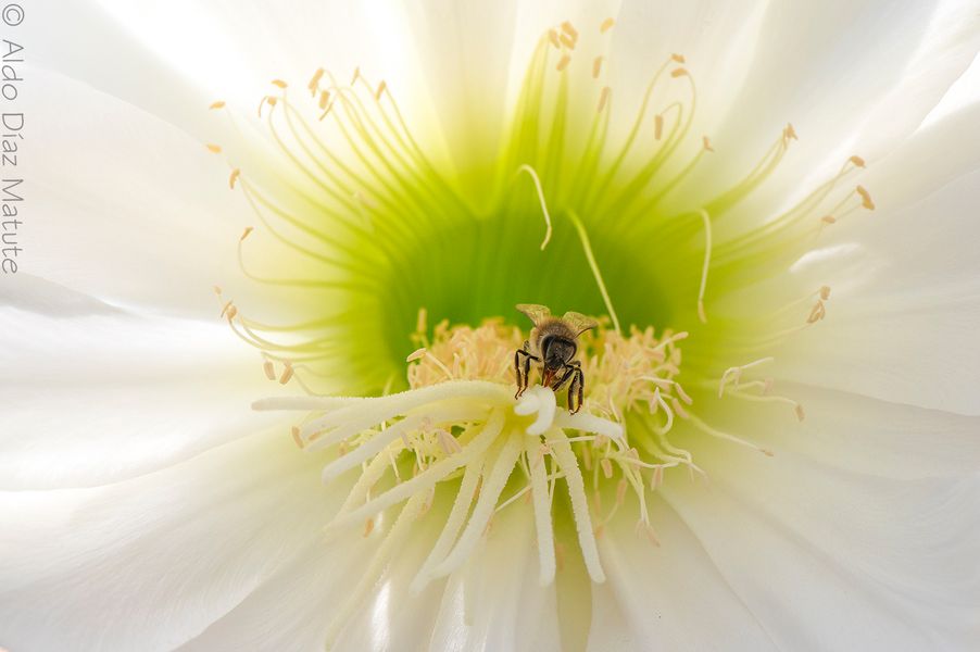 Apis mellifera
