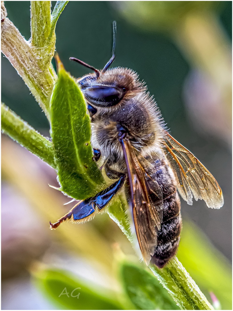 Apis mellifera