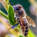 Apis mellifera