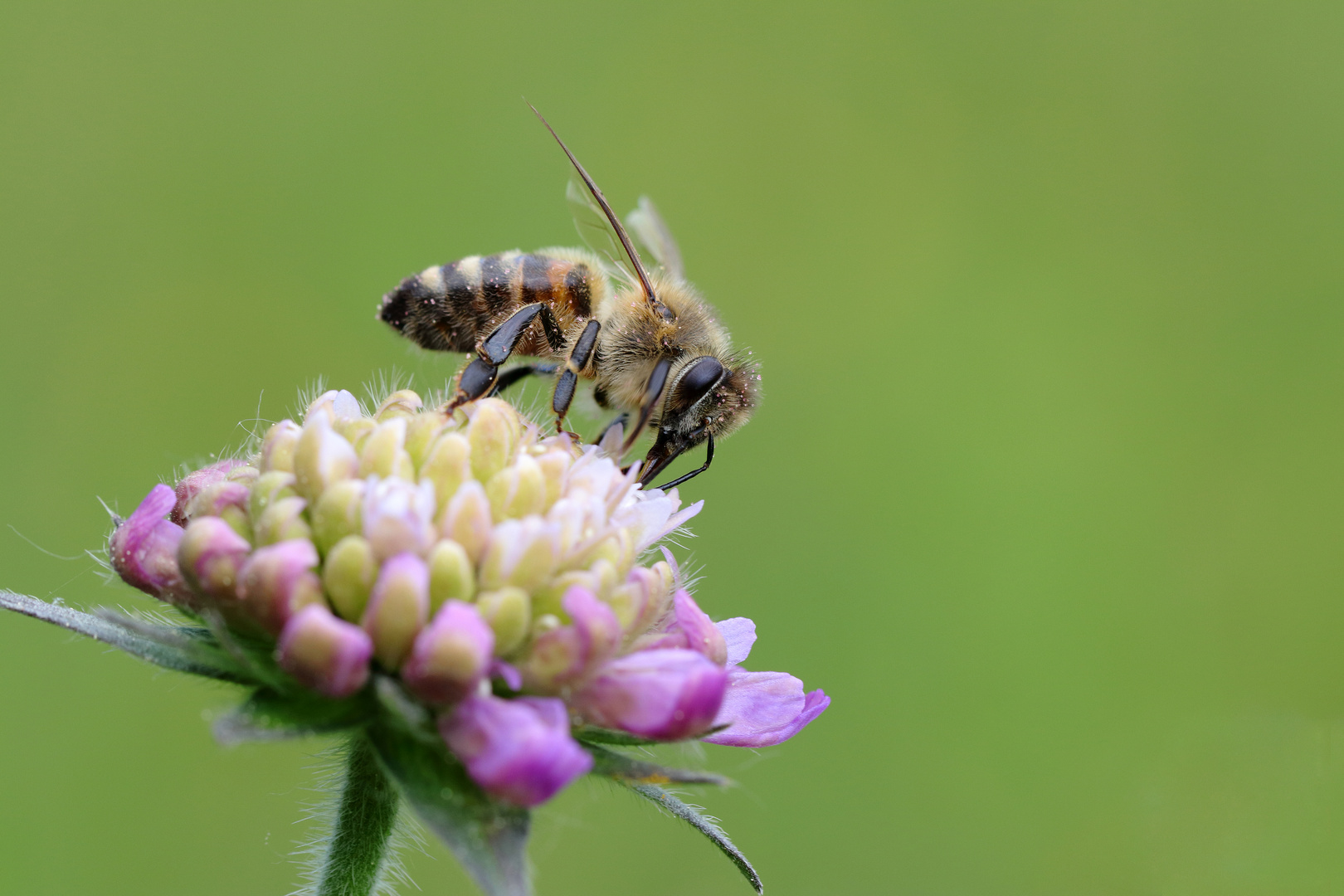 Apis mellifera