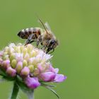 Apis mellifera