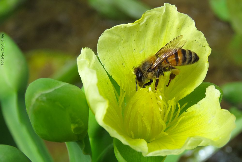 Apis mellifera