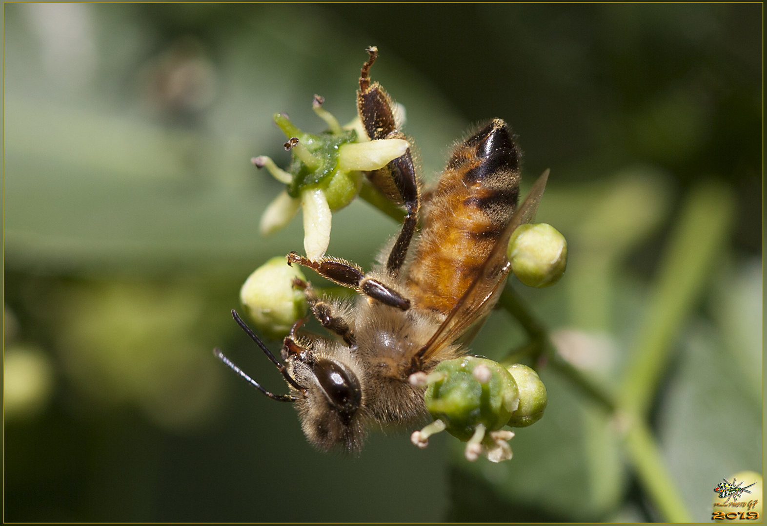 Apis mellifera Linnaeus, 1758