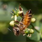 Apis mellifera Linnaeus, 1758