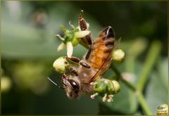 Apis mellifera Linnaeus, 1758