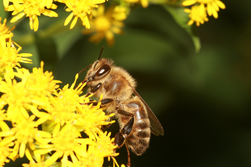 Apis Mellifera - westliche Honigbiene