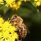 Apis Mellifera - westliche Honigbiene