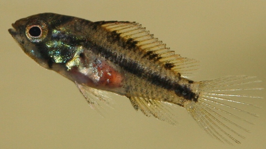 Apistograma cacatoides