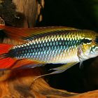 Apistogramma agasizzi "Doppelrot" Männchen