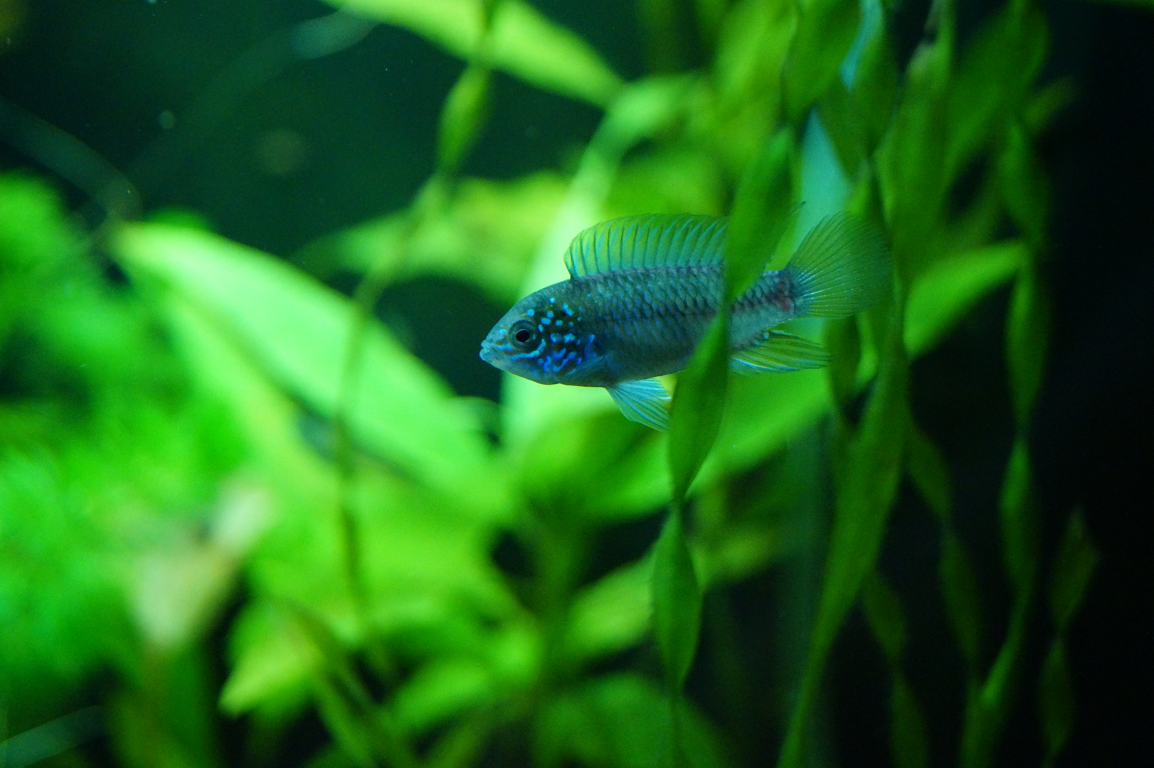 Apistogramma borelii