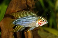 Apistogramma borelli